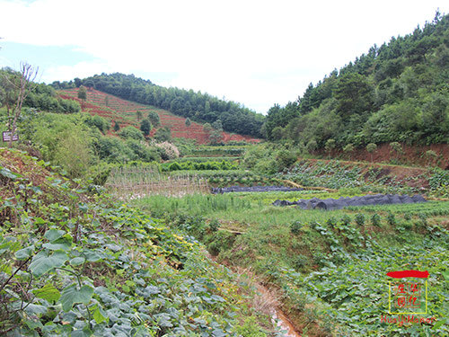 种植基地